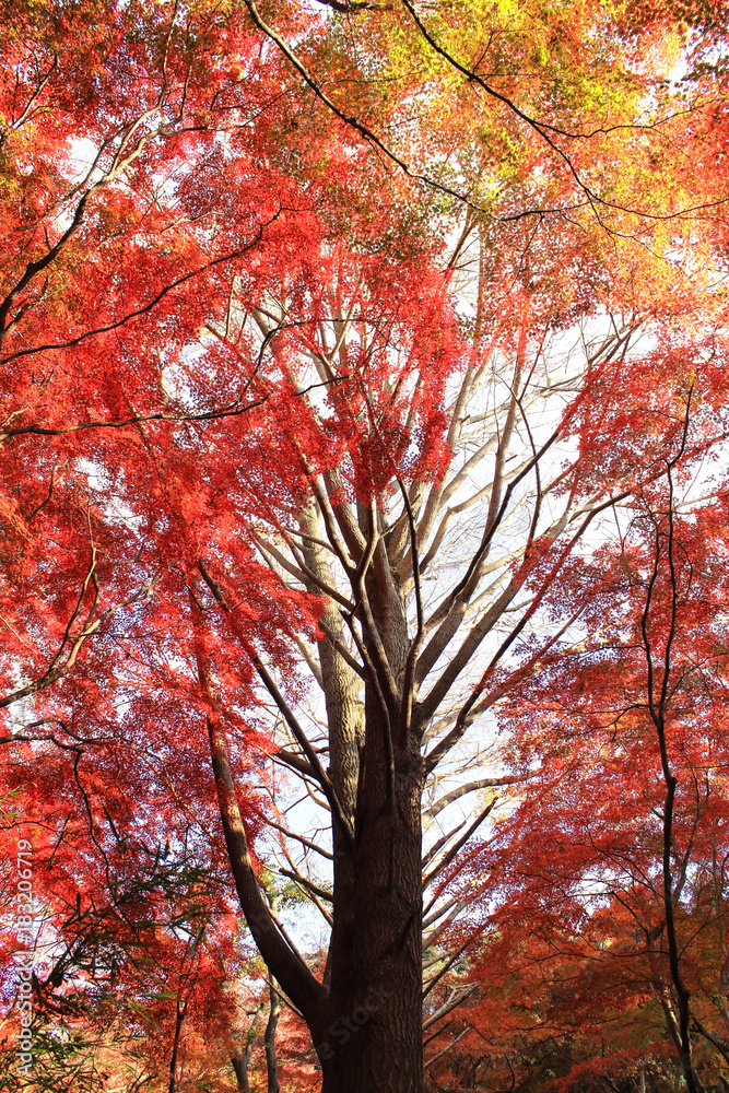 鎌倉 獅子舞の紅葉 鎌倉 獅子舞の紅葉