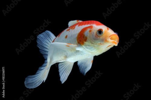 Koi fish Red and white © gunungkawi