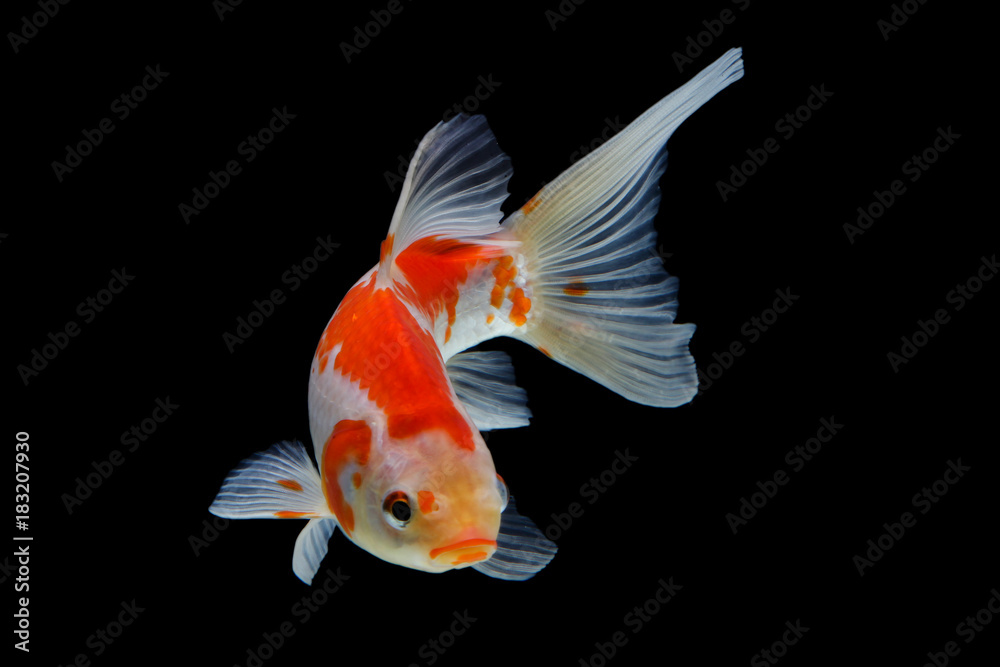 Obraz premium Koi fish Red and white