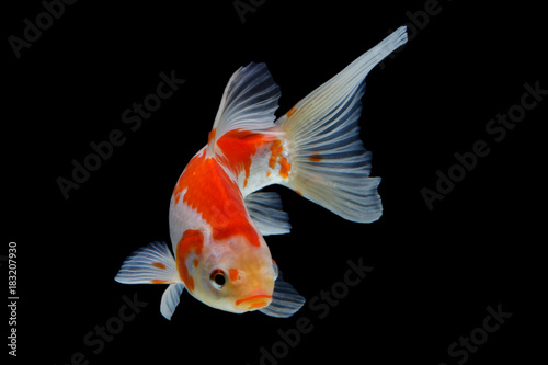 Fototapeta Koi fish Red and white