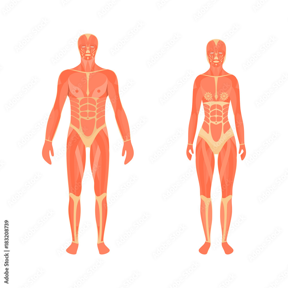 Illustration of the male and female muscular system Illustration of the male and female muscular system