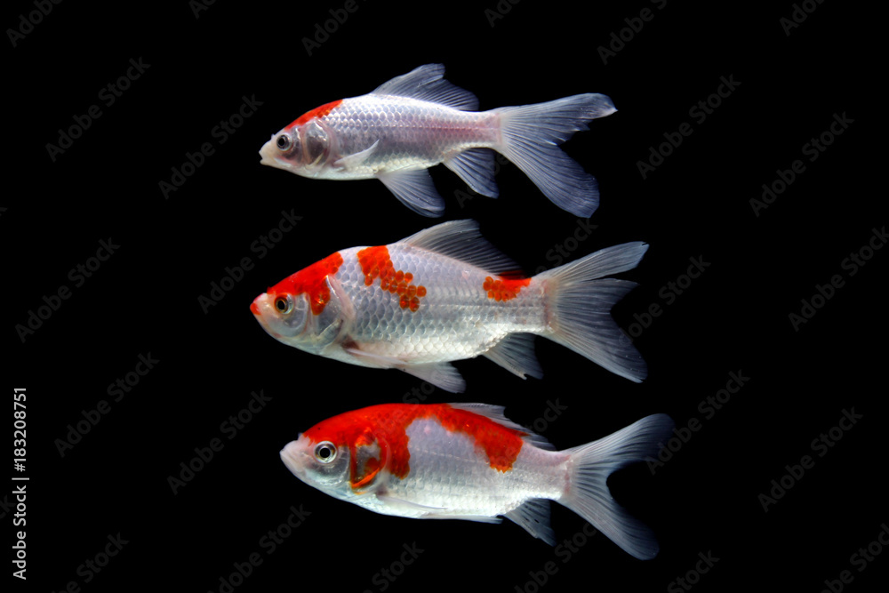 Obraz premium Koi fish Red and white