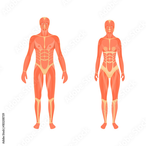 Illustration of the male and female muscular system