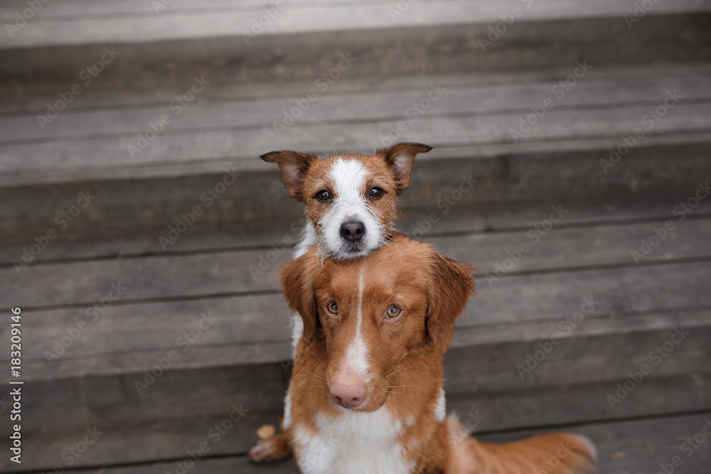 Dog Nova Scotia duck tolling Retriever and Jack Russell Terrier - obrazy, fototapety, plakaty 