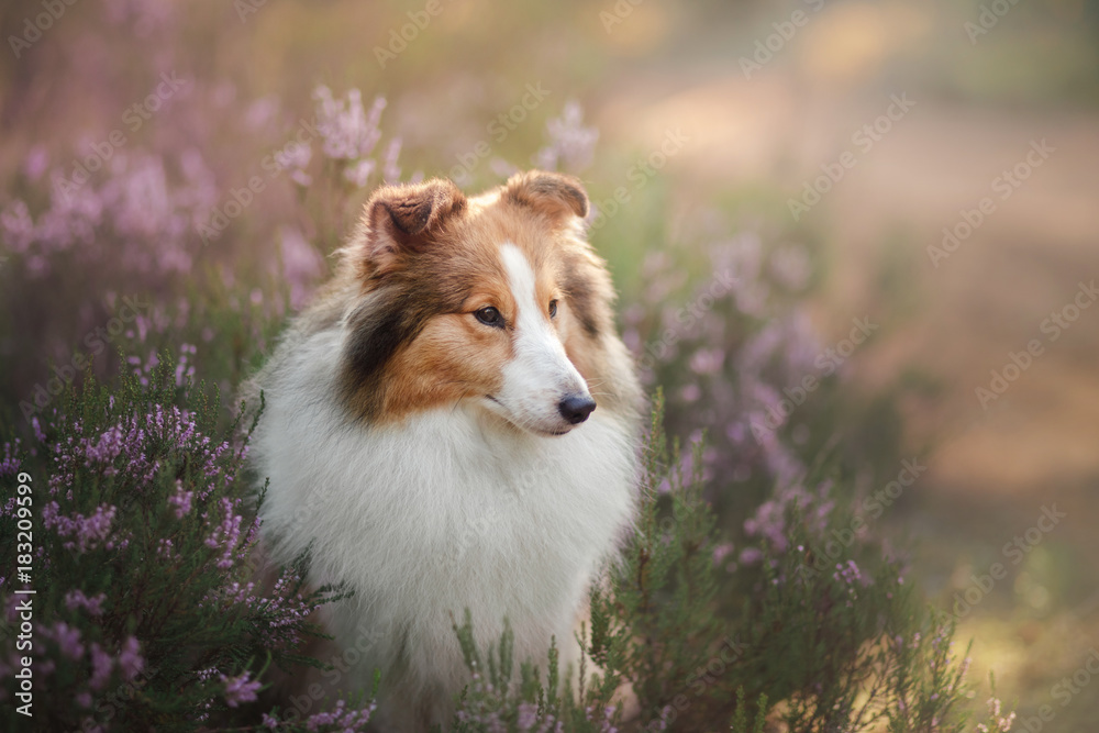 Sheltie dog in the forest