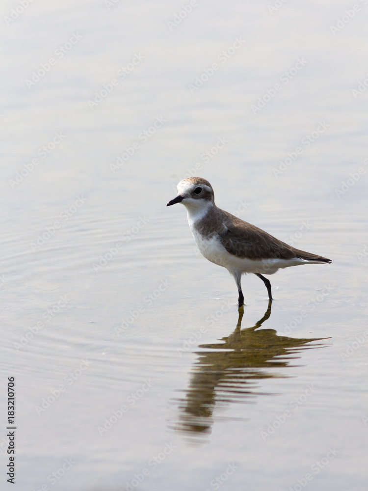 Lesser Sand Plover.