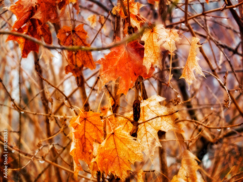 last orange yellow brown leaves in winter