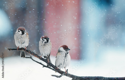 funny little birds sitting on a branch in the snow on Christmas day © nataba