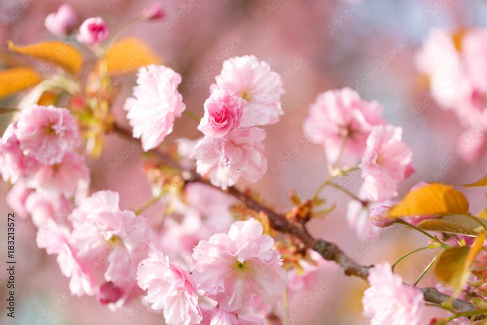 sakura flowers cherry blossoms