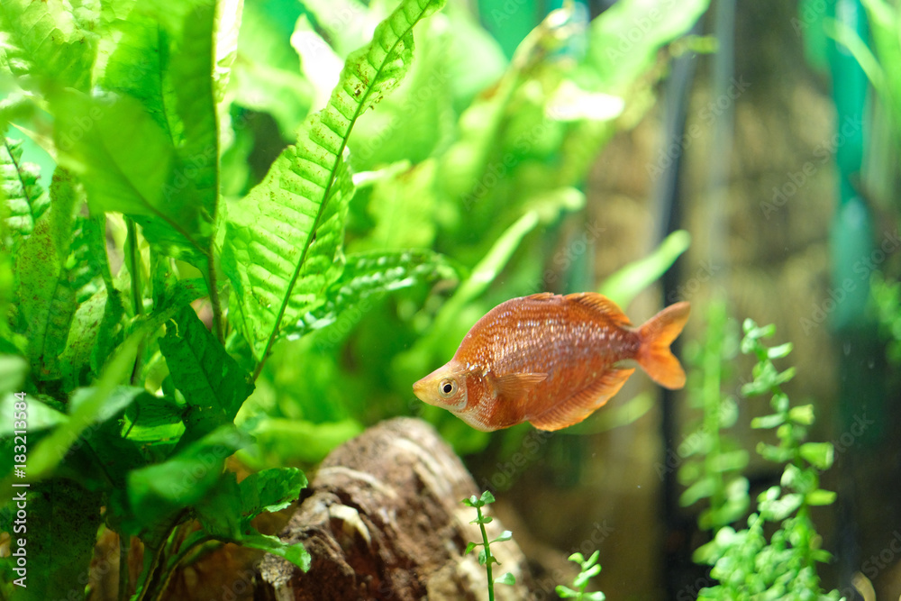 Exotic flat red fish with scales in the aquarium among the bright green algae Exotic flat red fish with scales in the aquarium among the bright green algae