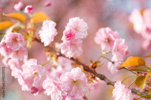 sakura flowers cherry blossoms © luchschenF