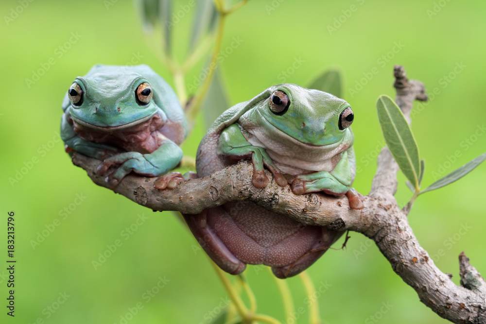 Naklejka premium Tree frog, dumpy frog on branch