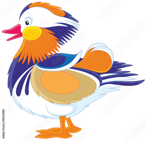 Mandarin duck