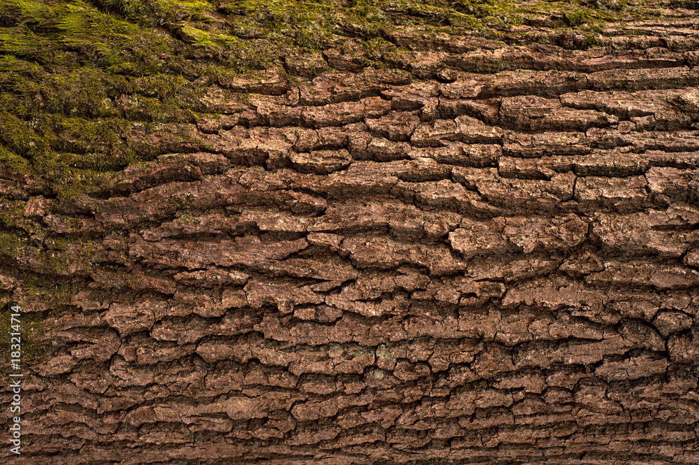 Embossed texture of the brown bark of a tree with green moss and blue lichen on it. Relief creative texture of an old oak bark. Embossed texture of the brown bark of a tree with green moss and blue lichen on it. Relief creative texture of an old oak bark.