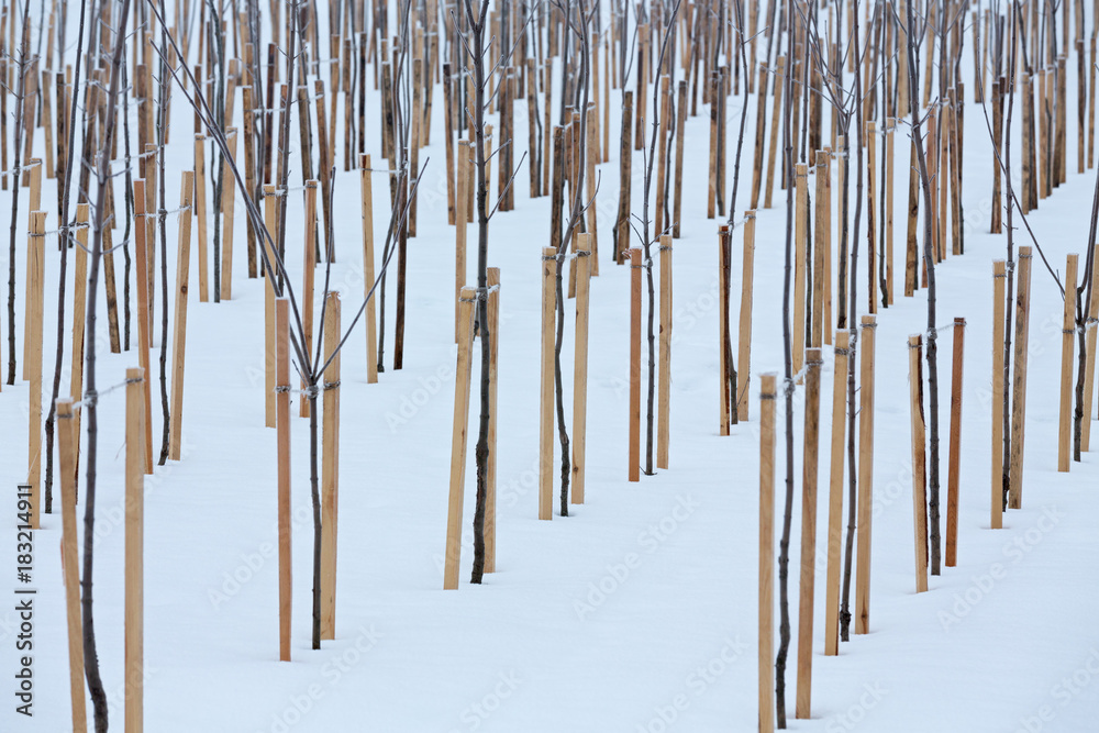apple trees in snow apple trees in snow