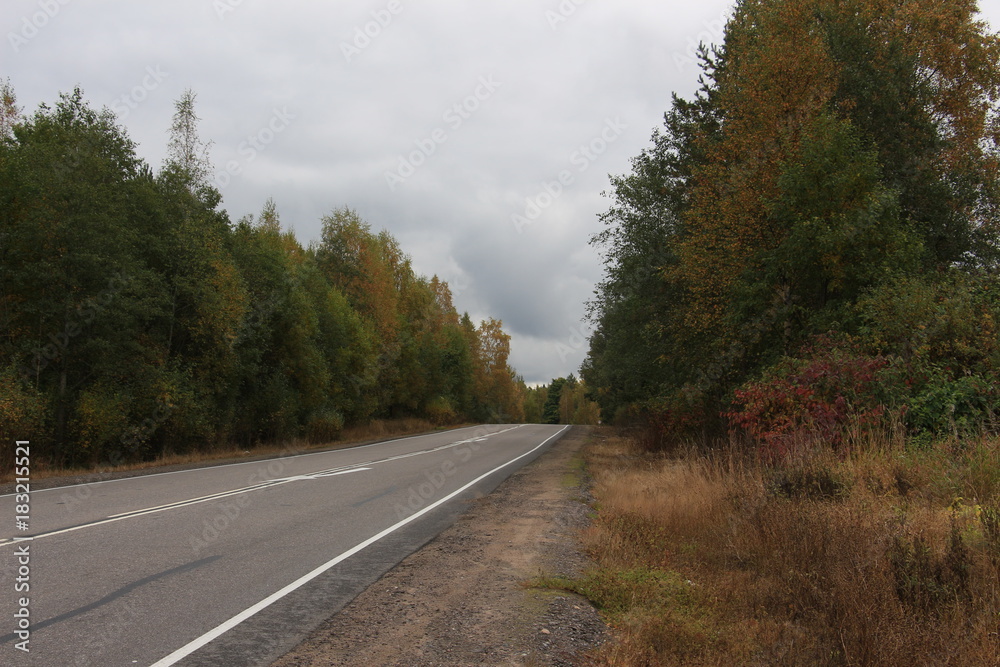 Obraz premium asphalt road in the forest