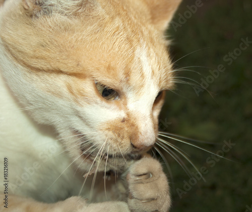white red cat holding a mouse