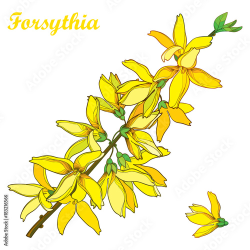 Fototapeta Naklejka Na Ścianę i Meble -  Vector branch with outline Forsythia flower bunch and leaves in yellow isolated on white background. Spring blossom of garden plant Forsythia in contour style for springtime design.