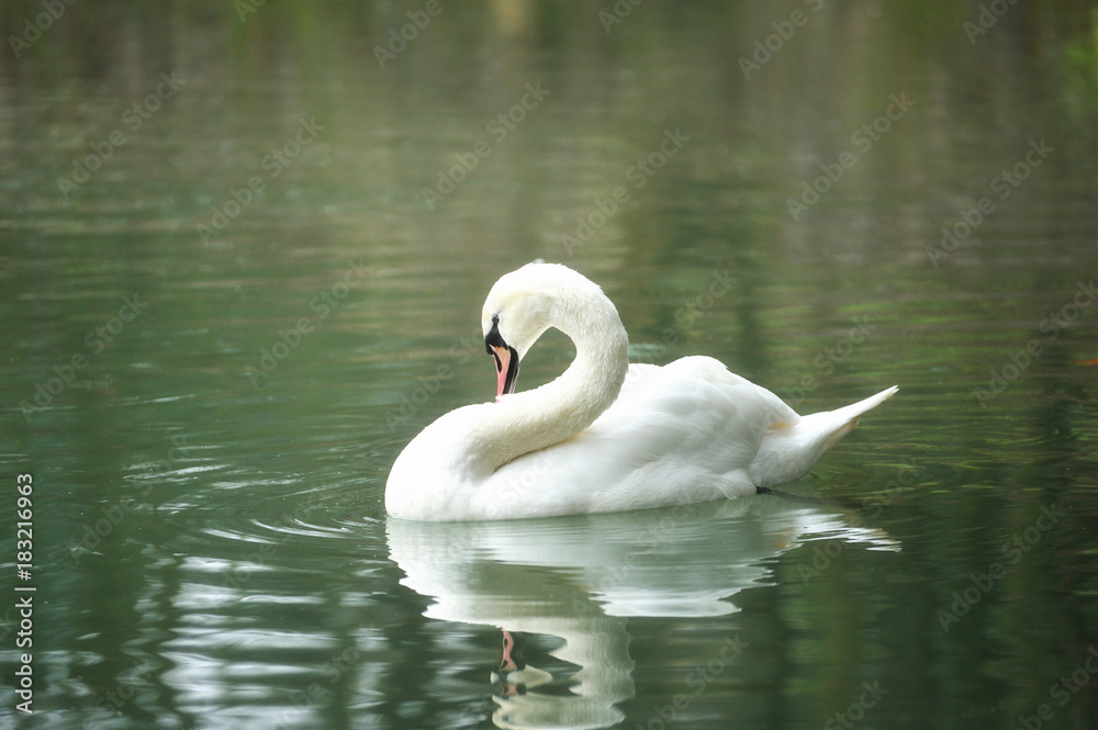 Fototapeta premium White swan portrait.