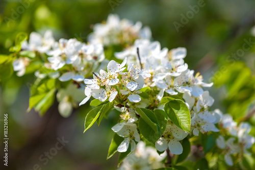 White flowers on a branch of apple tree, against a background of green leaves. Flowering in the garden in spring in Russia.