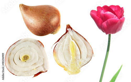 Fototapeta Naklejka Na Ścianę i Meble -  Pink tulip flower with tulip bulb in the section isolated on white background
