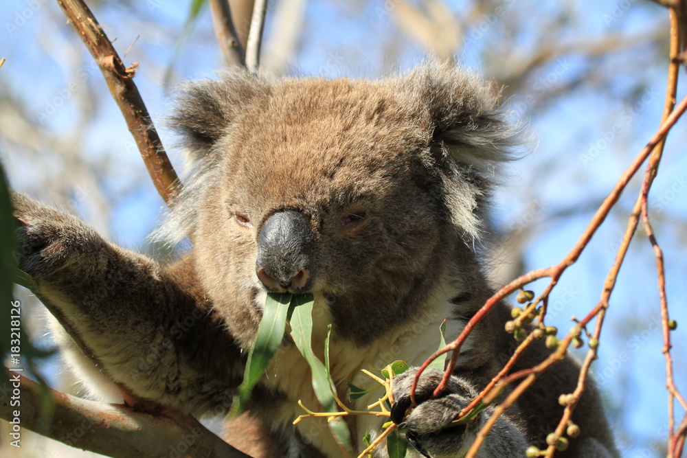 Obraz premium Różne widoki dzikich koali