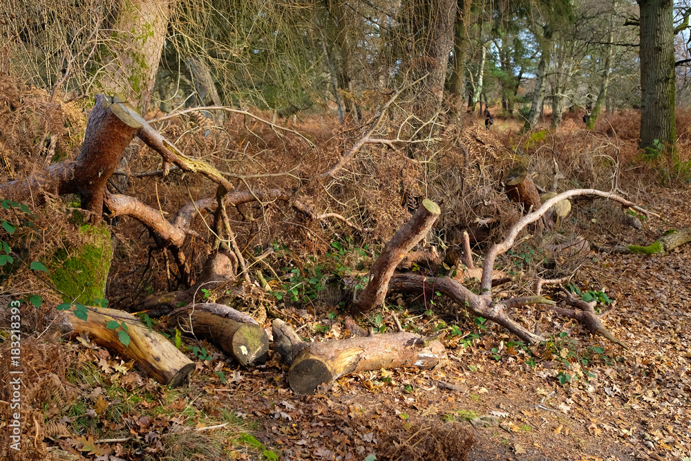 Fototapeta premium Managed Woodland