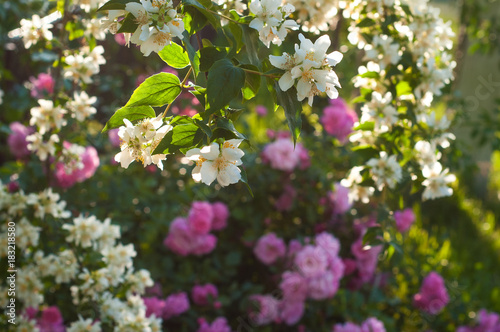 Bush of white jasmine and a pink roses. A garden arrangement of white and pink flowers. Jasmine flower growing on the bush in garden with sun rays.