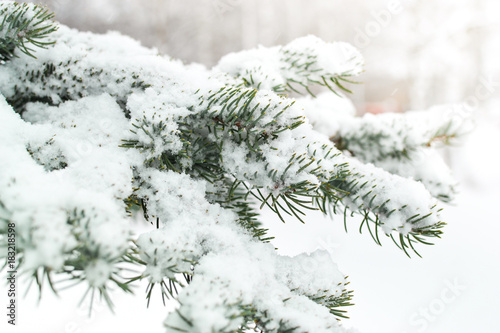 A branch of a Christmas tree under the snow. Snowfall