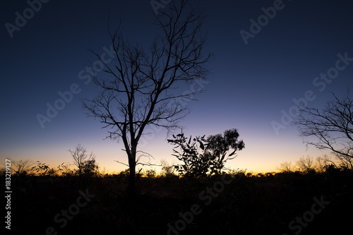 Sunrise with trees in silhouette at Lake Cohen in the Gibson Desert, Western Australia 