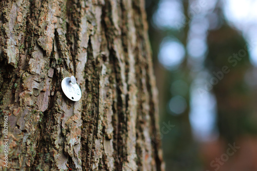Tree with Tag