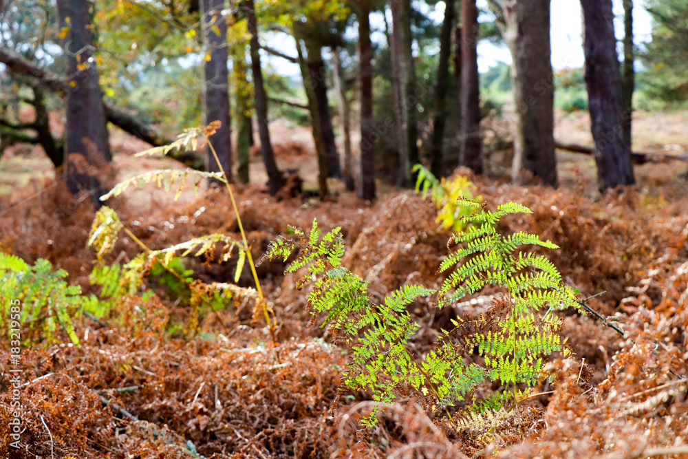 Fototapeta premium Ferns in Woodland