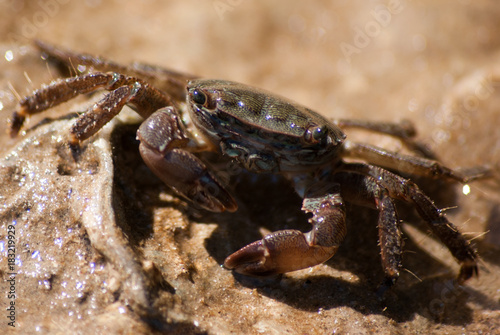 le petit crabe du bord de mer