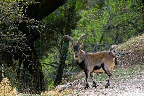 Macho montés (cabra hispánica pyrenaica), en el parque natural de Cazorla, Segura y Las Villas.