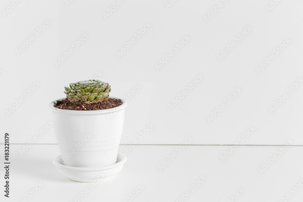 A single succulent plant potted A single succulent plant potted