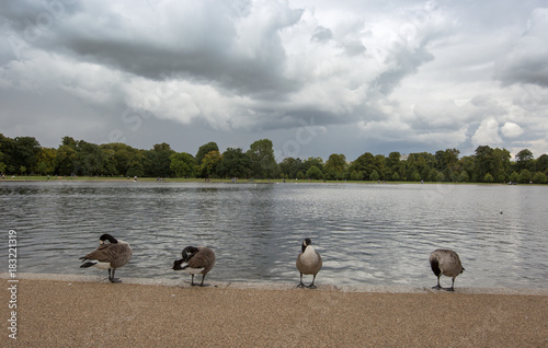 London. Guide park. White swans on the lake.
