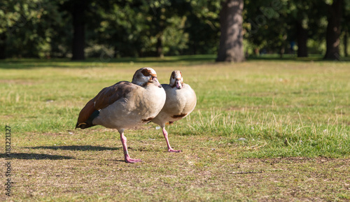 Two gooses staying on the one paw