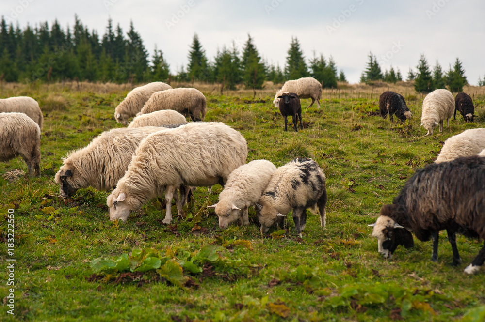 Panorama of landscape with herd of sheep graze on green pasture in the mountains. Young white, blsck and brown sheep graze on the farm.