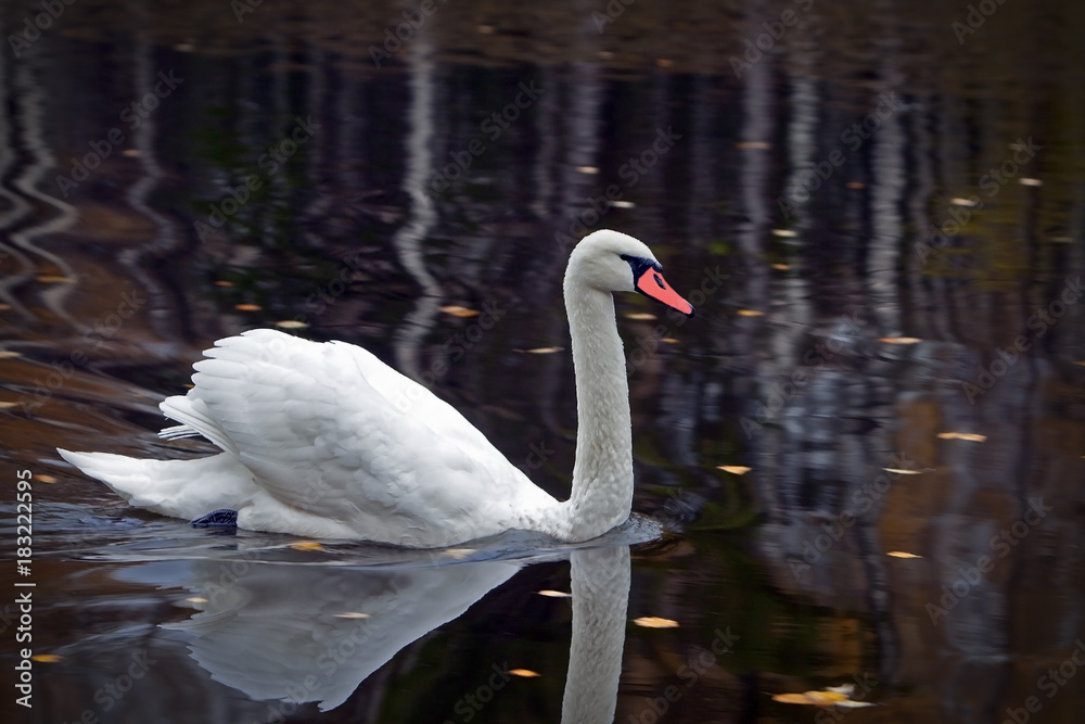 Fototapeta premium graceful white Swan swimming in the lake