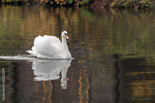 graceful white Swan swimming in the lake