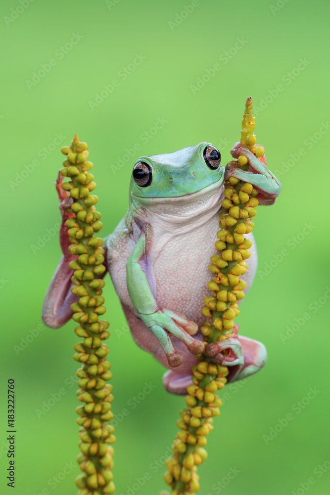 Obraz premium Tree frog, dumpy frog on bud