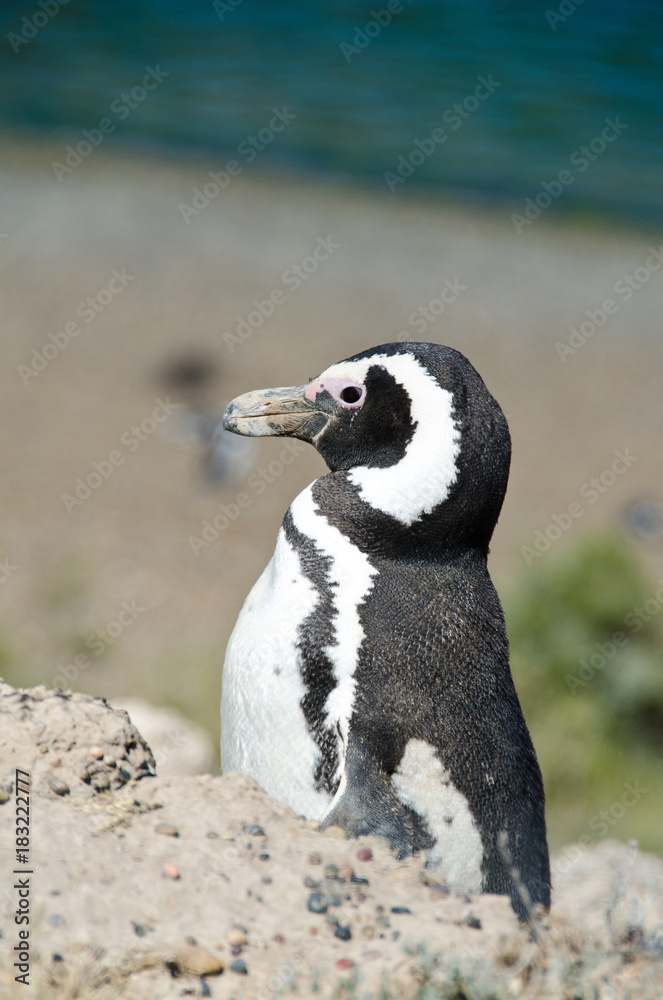 Fototapeta premium Pingouin de Magellan