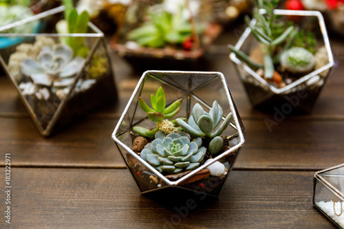 Succulent in the geometry glass terrarium photo