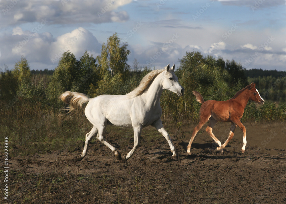 A purebred Arabian mare with her foal
