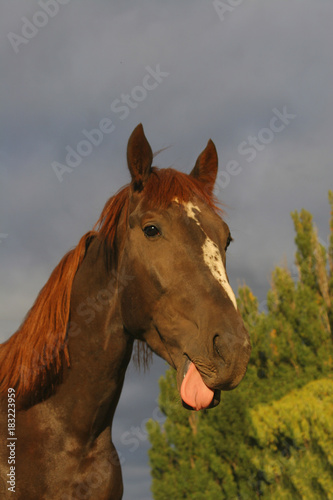 horse shows tongue