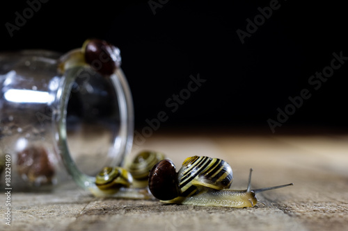 Colorful snails big and small in a glass jar. Wooden table.