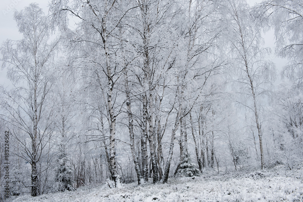 Obraz premium Christmas background with snowy trees