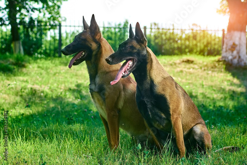 The couple of shepherds are sitting on the grass. The dogs are waiting for their owner. © DenisProduction.com