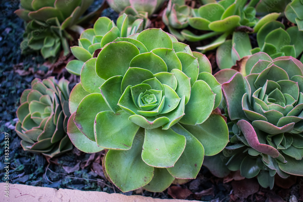 Fototapeta premium Succulent