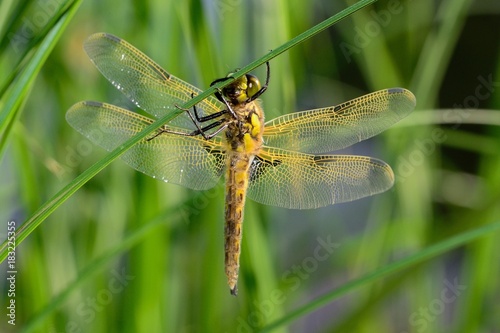 Dragonfly © Zbynek